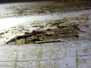 Termite damage at basement